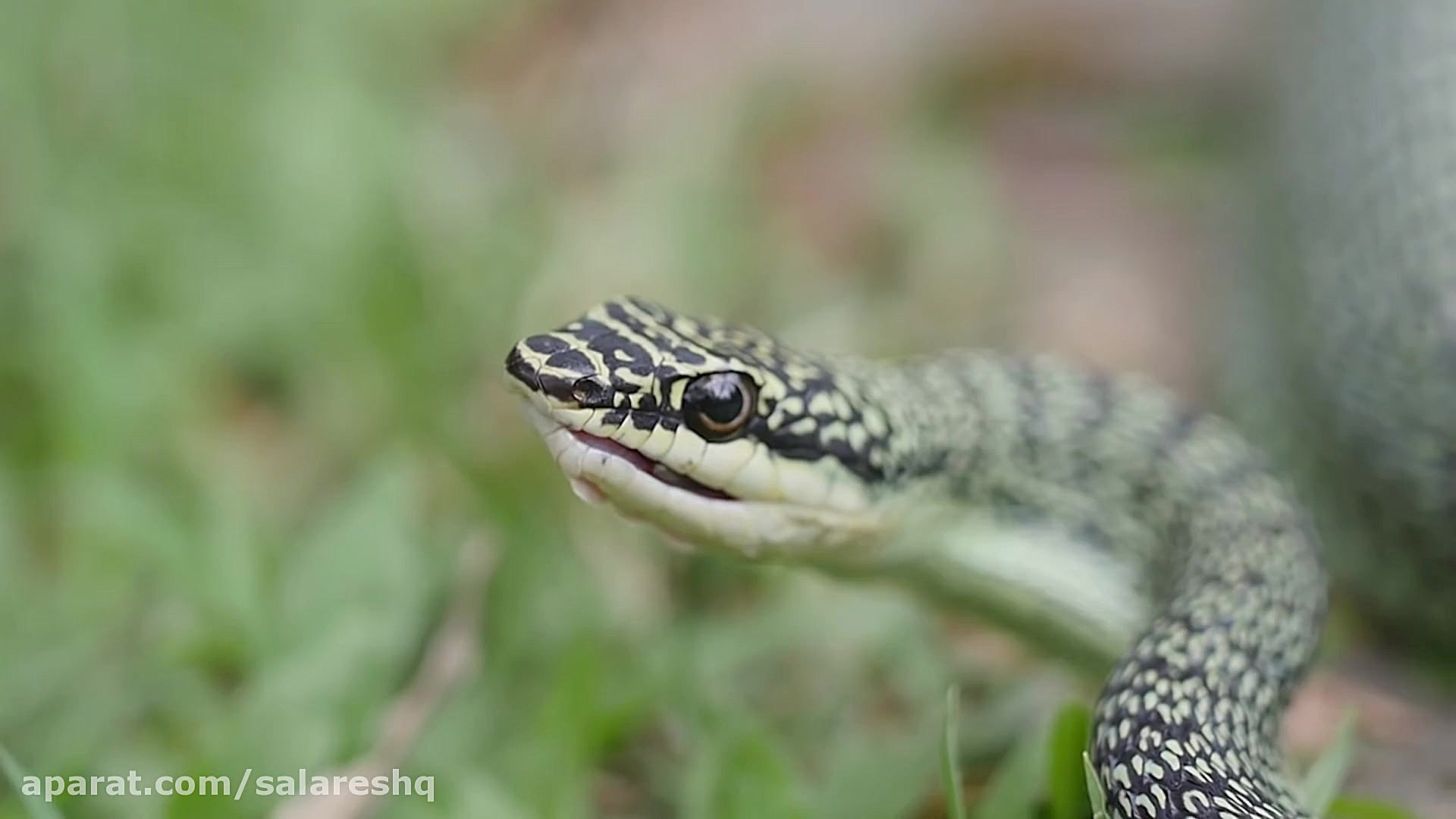 حمله غافلگیرانه مار فوق خوشگل...