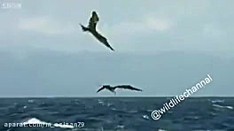 عزم جزم برای شکار ماهی پرنده.....