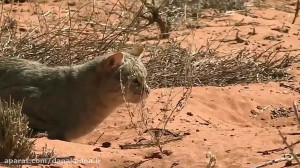 جنگ واقعی گربه وحشی با مار افع...