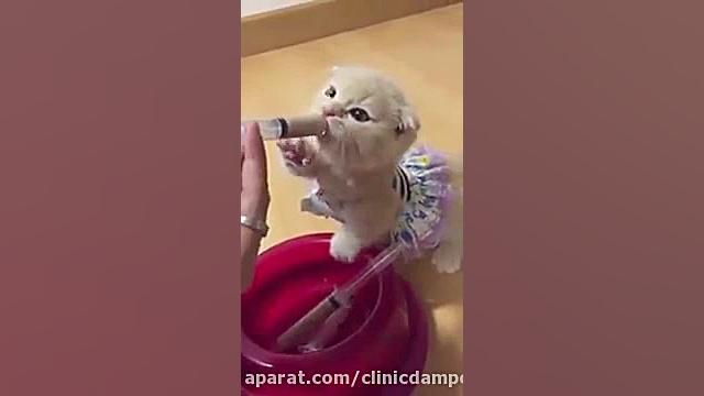 غذا دادن به بچه گربه