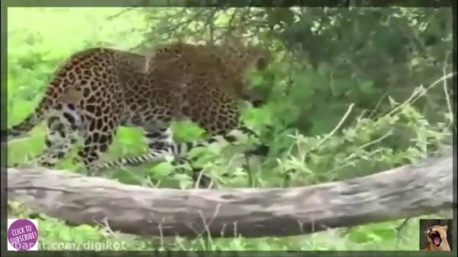 دیدنی ترین شکارها در حیات وحش