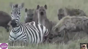 حیات وحش، از زنده خواری کفتاره...