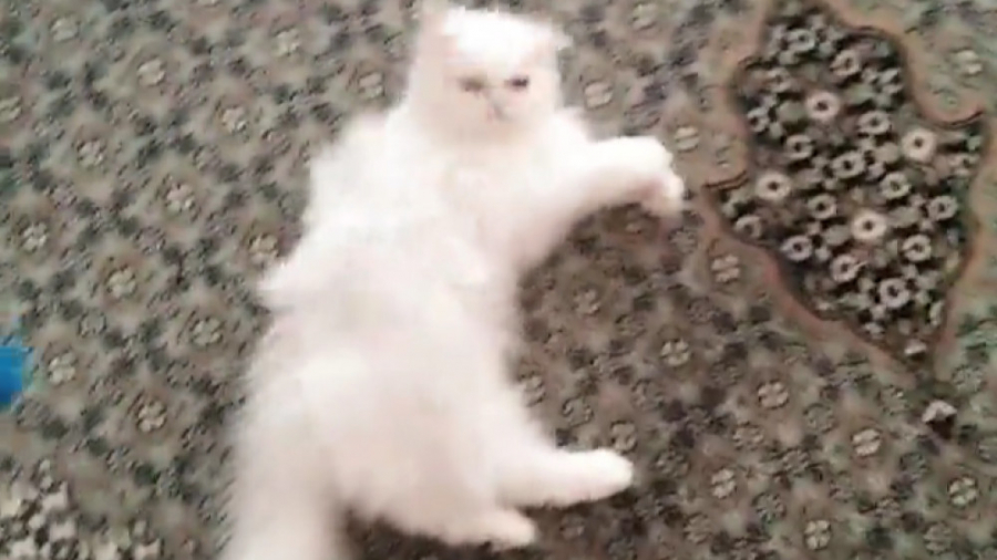 گربه ی جدید من