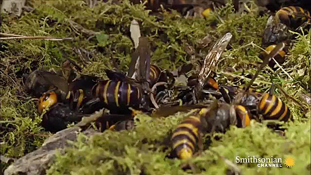 زنبور ها به کندوها و کلنی های...