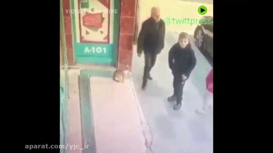 گربه مردم آزار در خیابان