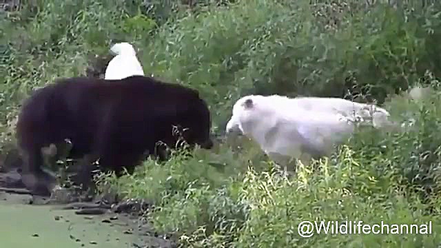 كلیپی زیبا از صحنه های شكار حی...