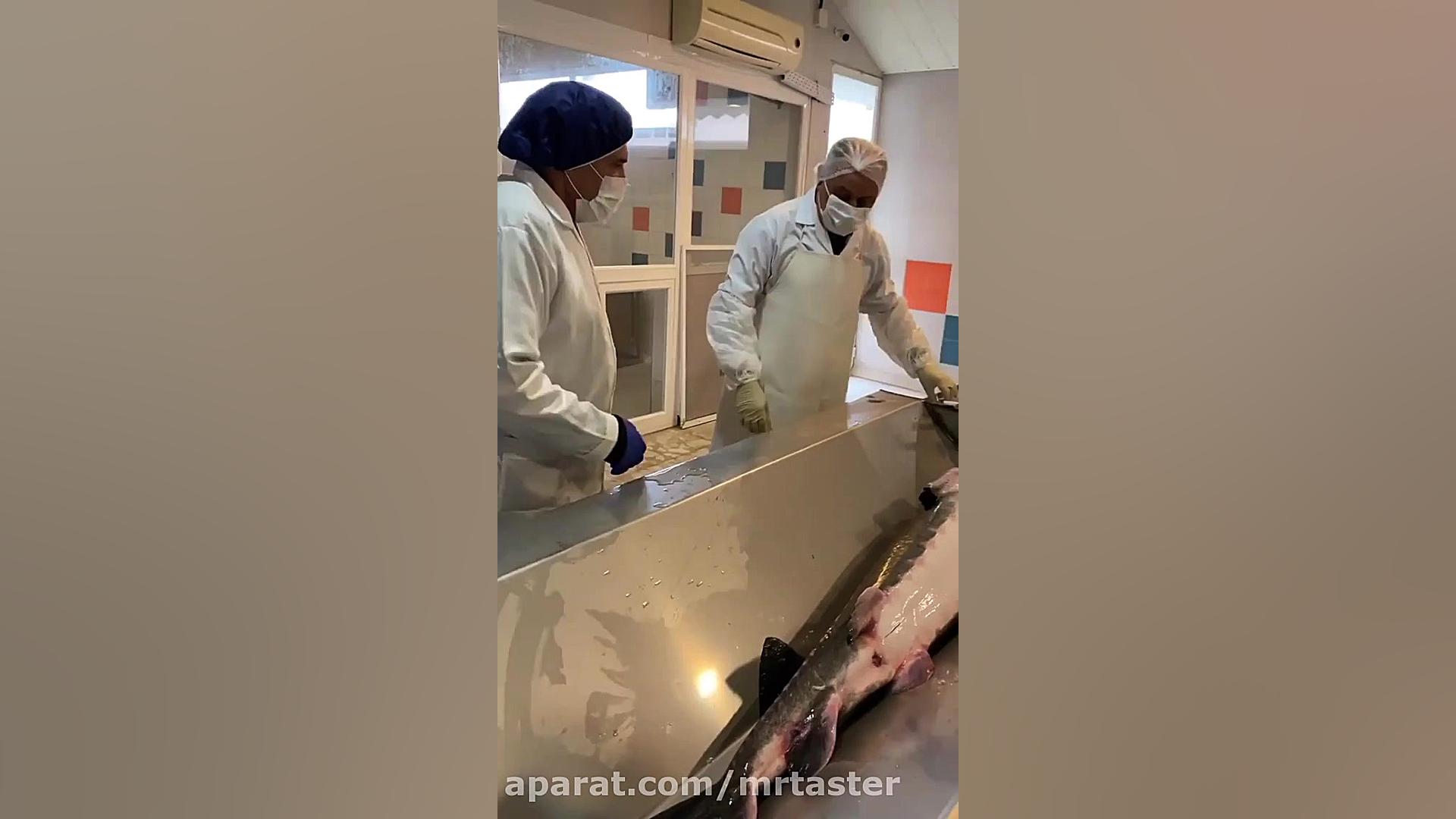 نحوه خارج کردن خاویار از شکم م...