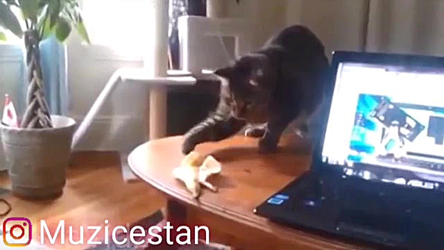 ترسیدن گربه ها