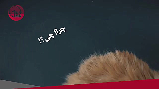 به کسی حیوون خونگی داره این حر...