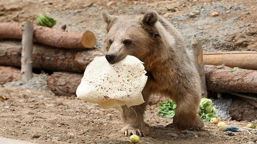 تلاش یک بچه خرس برای قاپیدن عس...