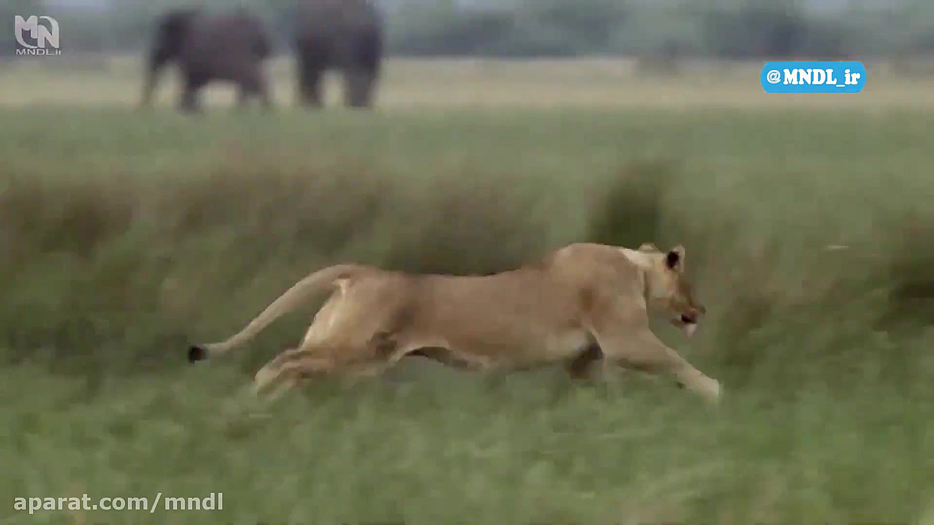 شکار گاومیش توسط ملکه شیرها