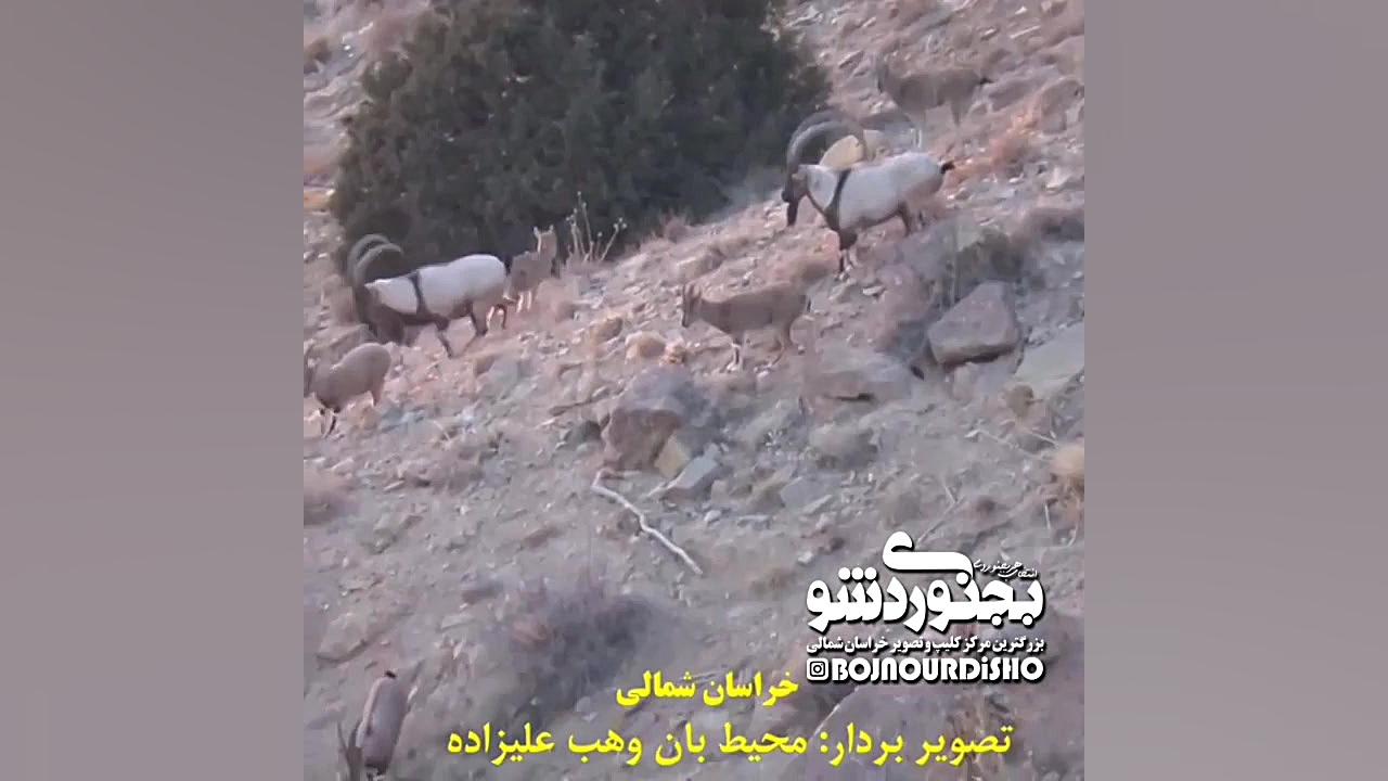 حیات وحش خراسان شمالی بجنوردی...