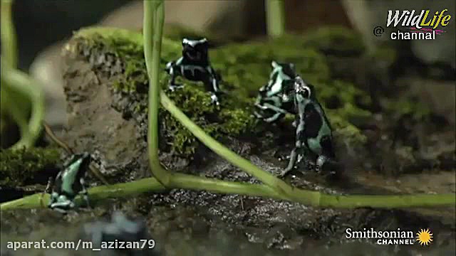 این قورباغه ها 10 مرد بالغ را...