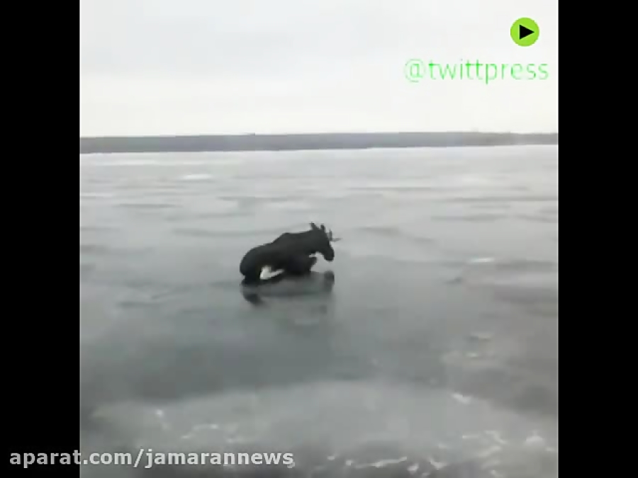 نجات گوزن از روی رودخانه یخ زد...