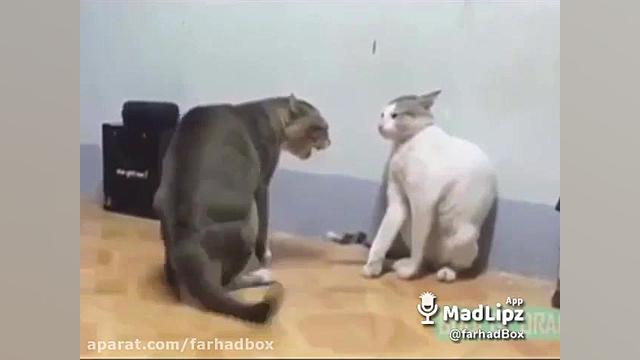 دعوای خانوادگی گربه ها (مهریه...