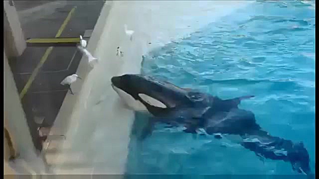 کلیپی جالب از حربه زیرکانه وال...