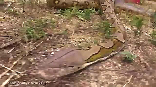 مبارزه مار پیتون و آناکوندا
