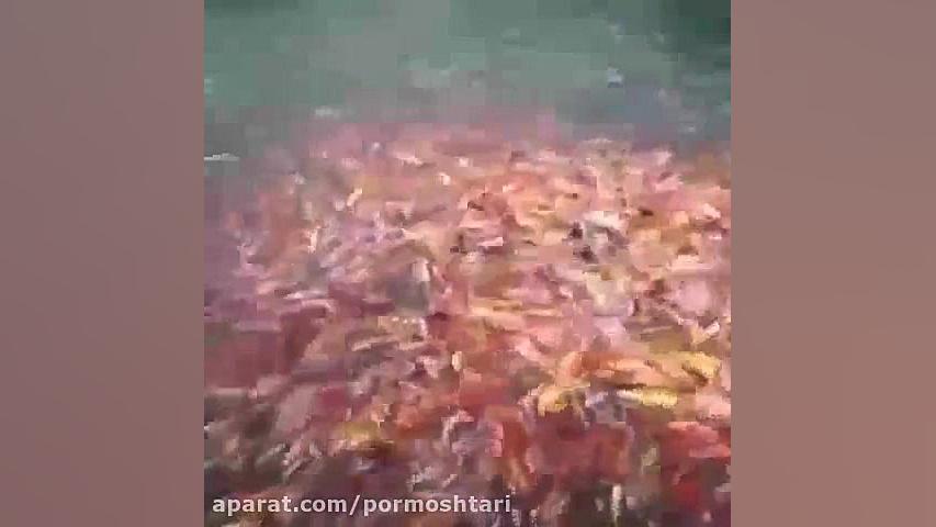 ستاد تنظیم بازار اینطوری کنترل...