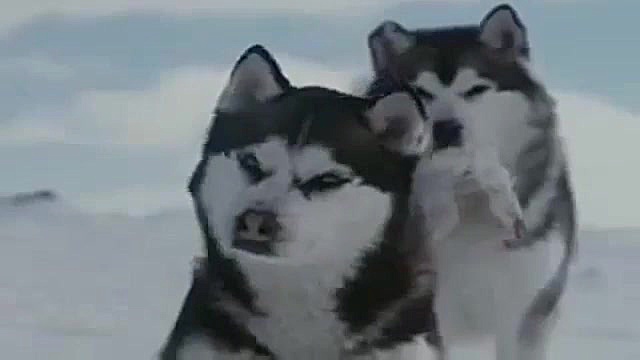 گرگ های وحشی سگ های وحشی