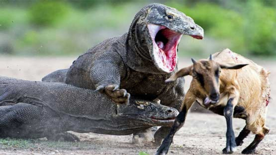 جزیره اژدها !!