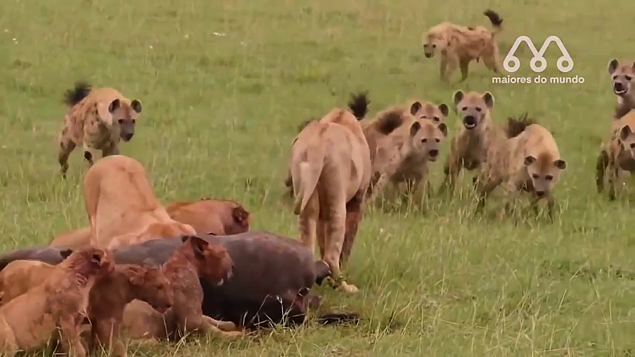 شکار کفتار توسط شیر