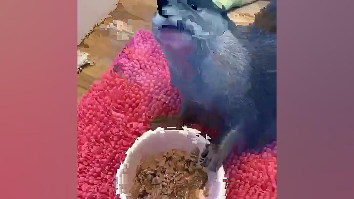 کلیپ خنده دار و طنز حیوان بامز...