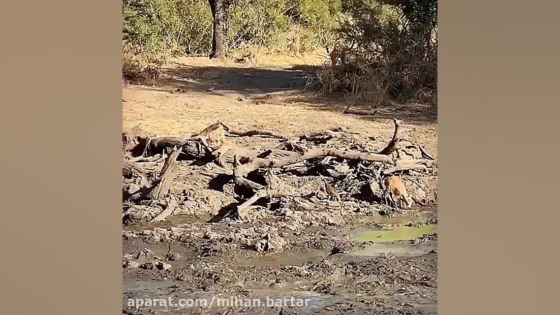 کاملترین نمونه یک شکارچی فرصت...
