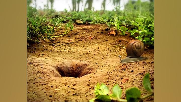 انیمیشن  داستان حشرات  قسمت ۱۹