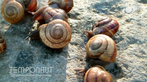 مجموعه تایم لپس شگفت انگیز و ز...