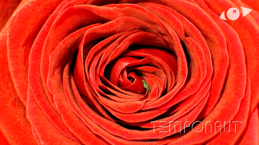 تایم لپس شگفت انگیز شکوفه دادن...