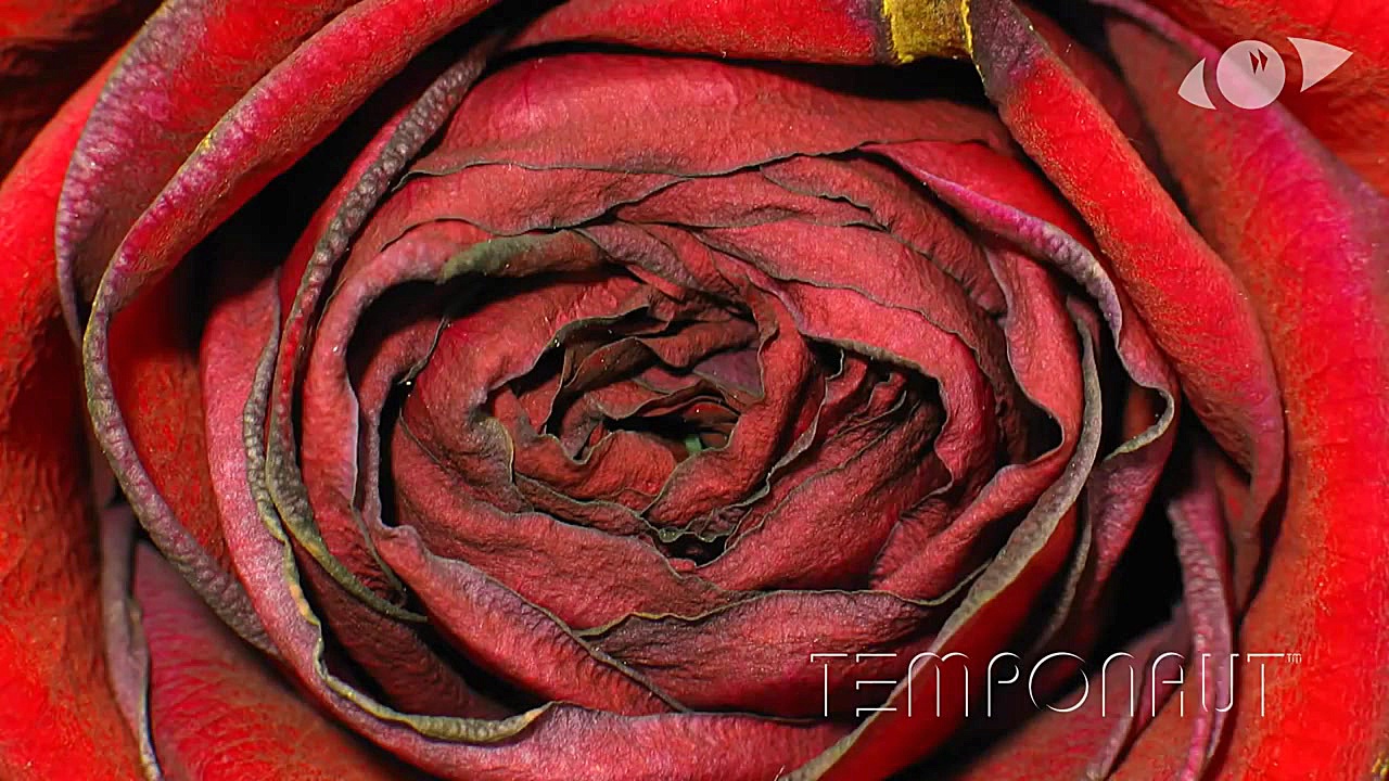 تایم لپس شگفت انگیز شکوفه دادن...