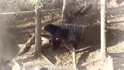 شكار خرس سیاه با كراسبو