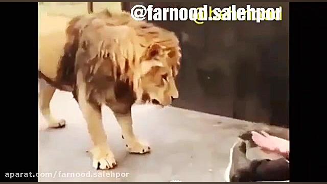 دوبله ی کتونی