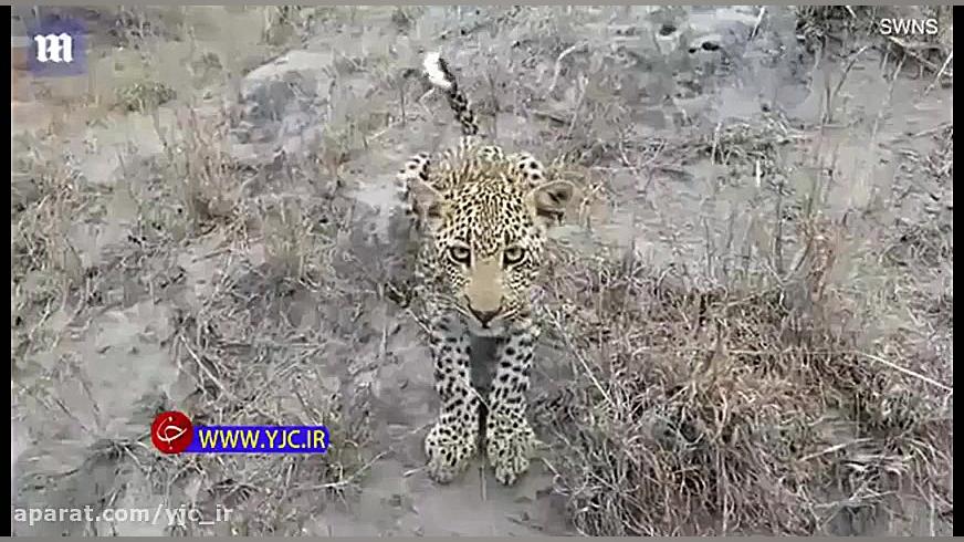 وحشت عکاس حیات‌وحش از رویارویی...