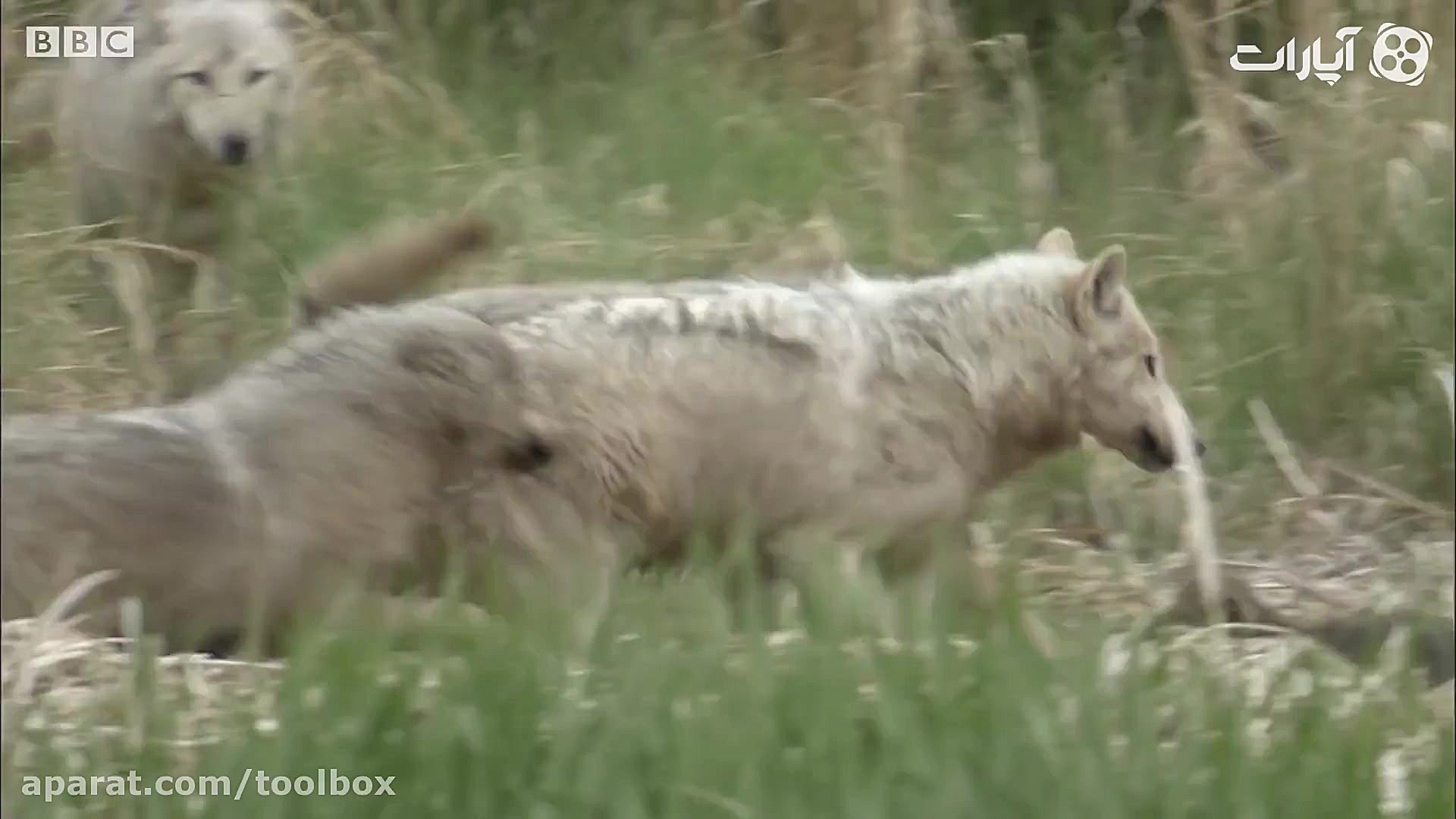 دفاع در برابر خرس