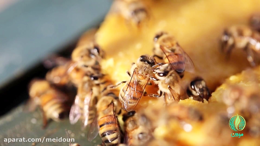 فیلم دوره آموزشی پرورش زنبور ع...