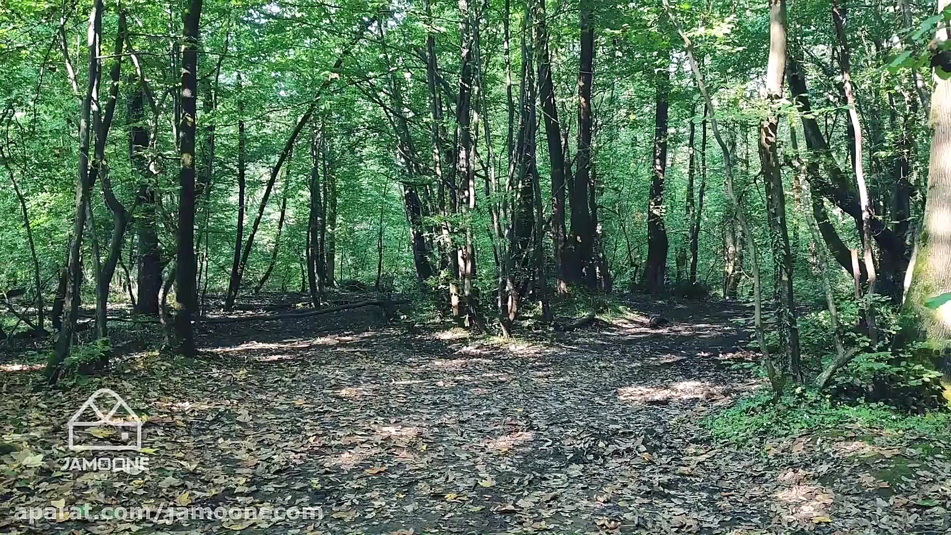 دیدنیهای استان گیلان؛ پارک جنگ...