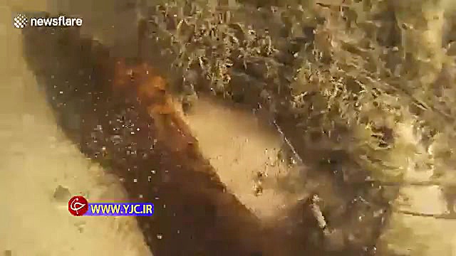 فیلمبرداری از مار آناکوندا 7 م...