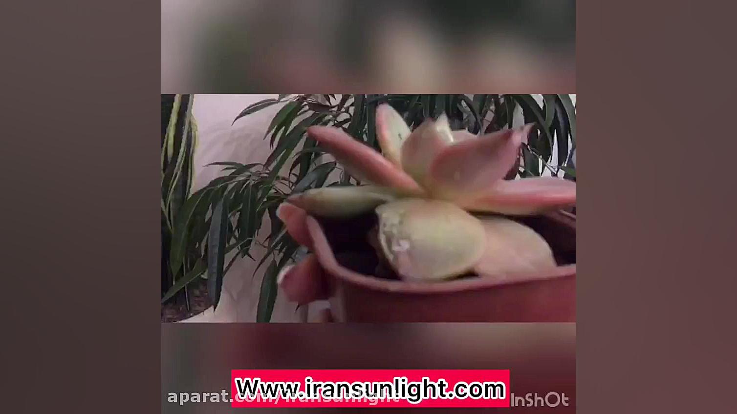 تاثیر لامپ رشد روی گیاهان اپار...