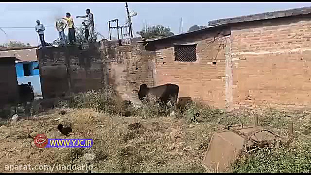 حمله وحشیانه گاو خشمگین به ۳۶...