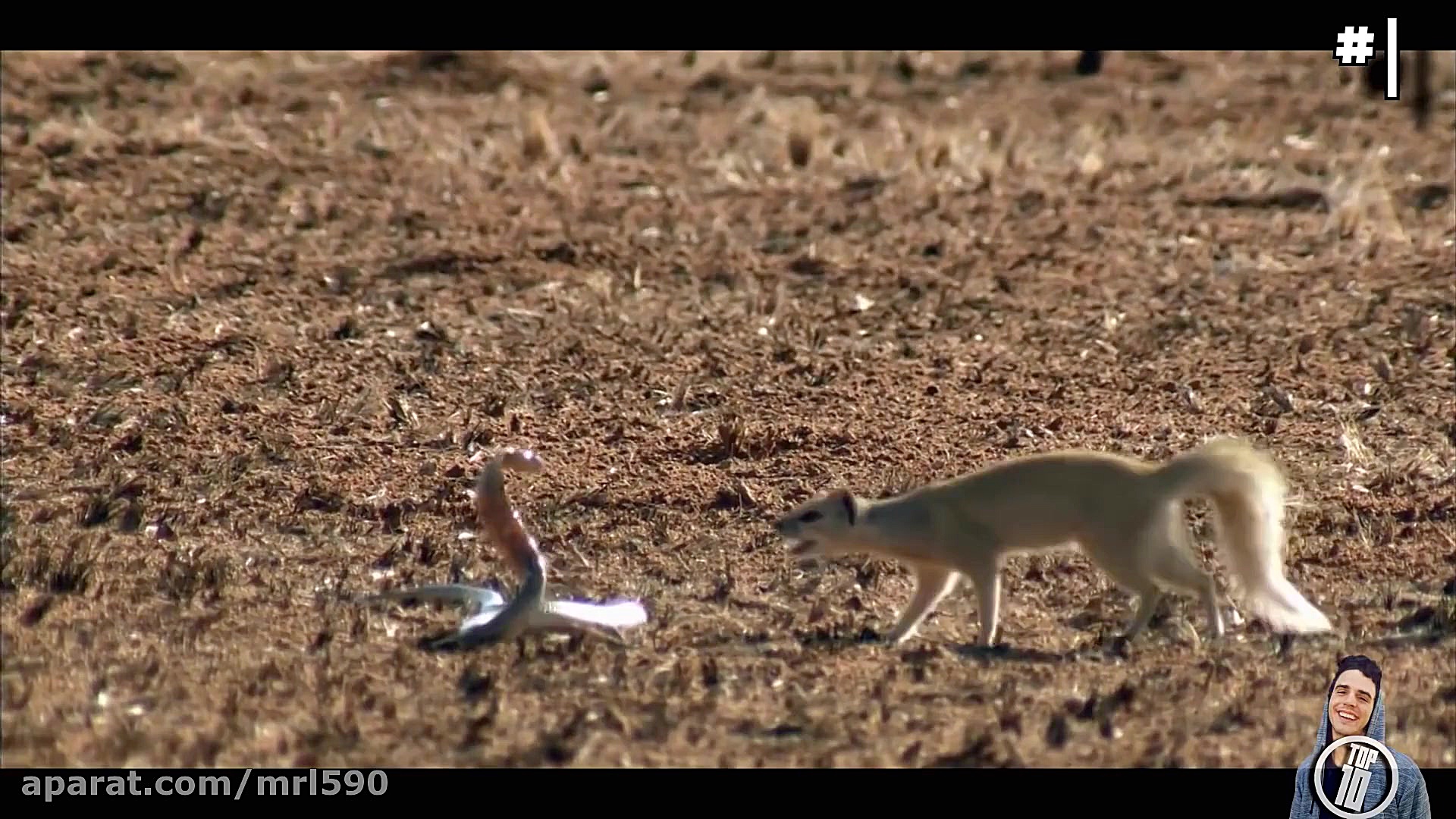 14 صحنه دیدنی از مبارزه حیوانا...