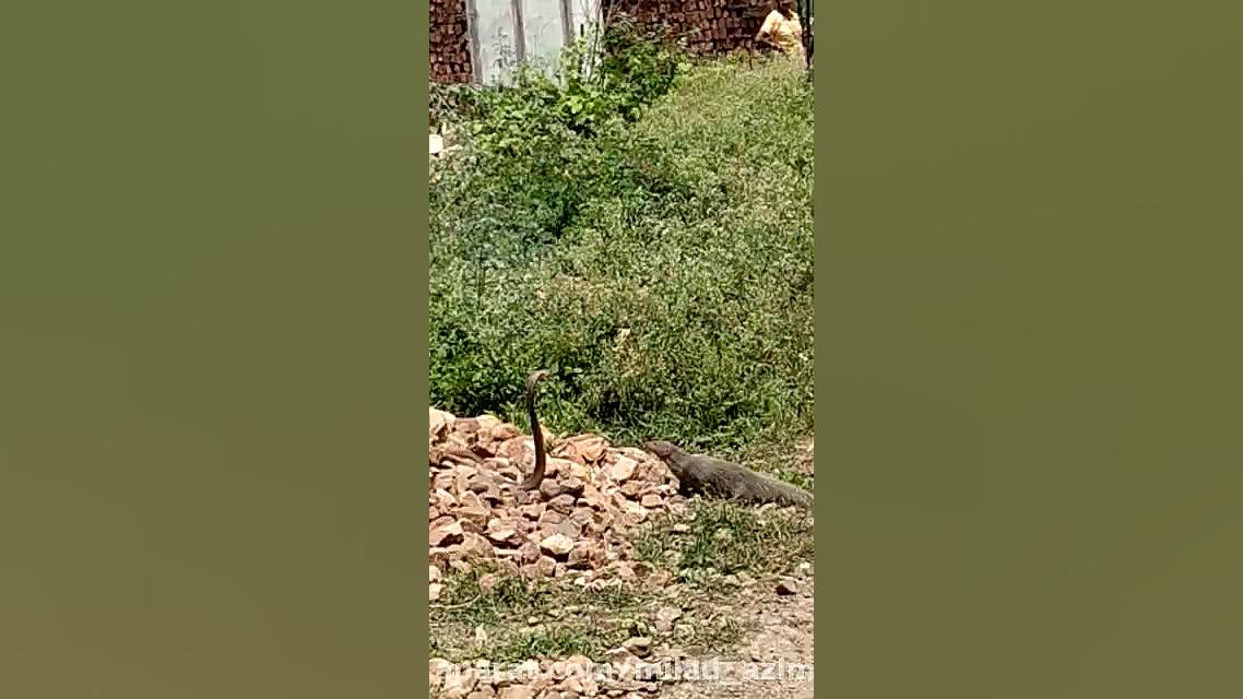 حمله راسو به یه مار کبرا در هن...