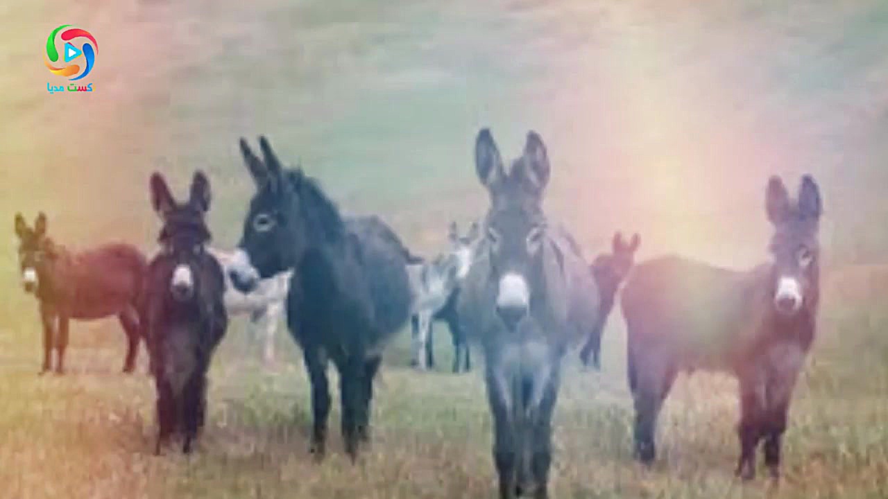 همبرگر گوشت خر (الاغ) آیا مزه...