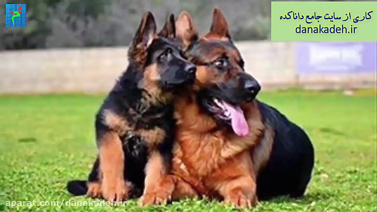 خطرناکترین و بهترین نژادهای سگ