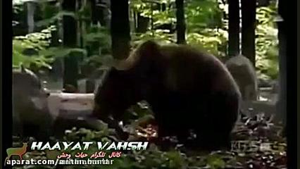 درگیری و جدال وحشیانه گرگ ها ب...