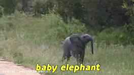 بچه های بامزه ی حیوانات مختلف