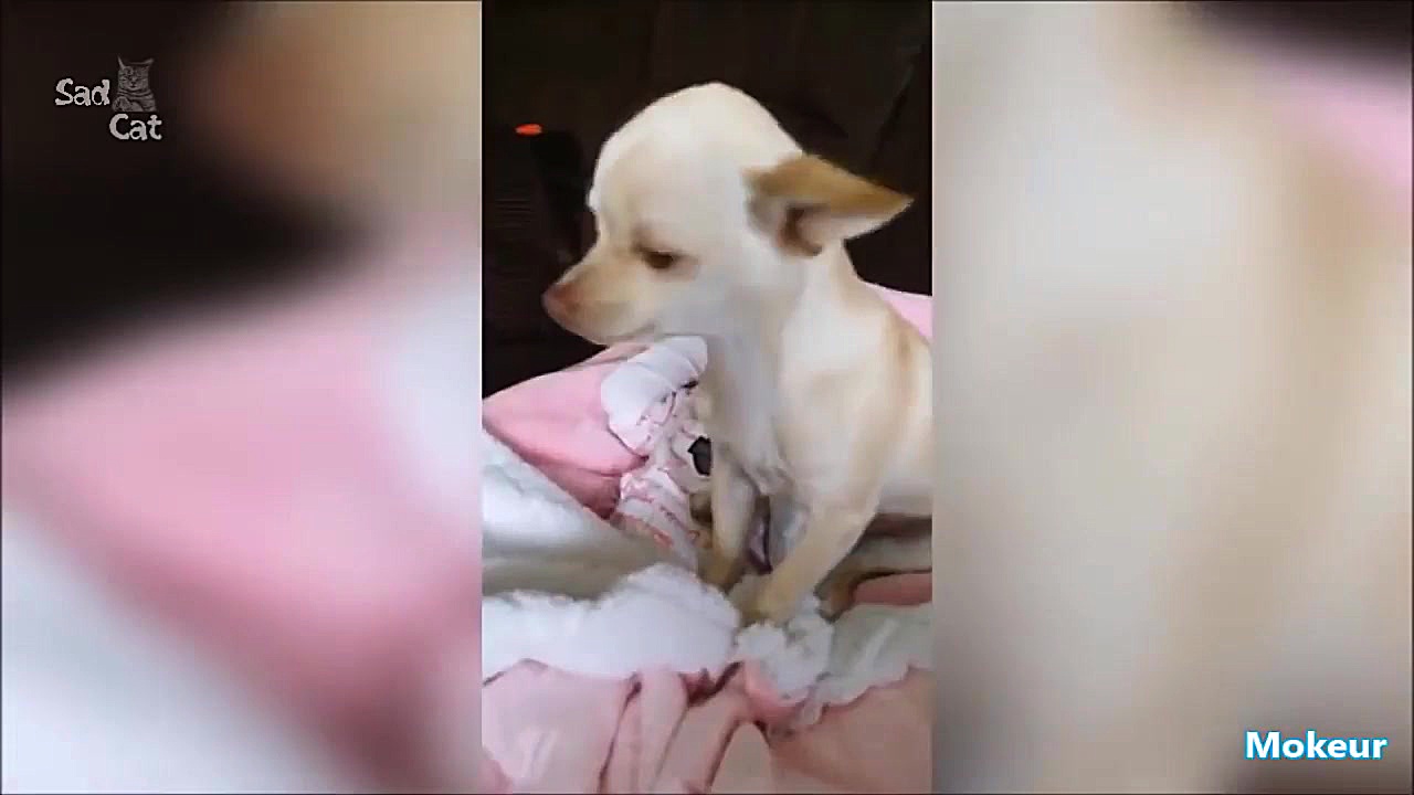 بازی کردن بچه های بامزه با سگ...