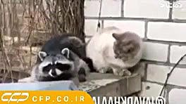 صدا گزاری  جواد خواجوی در مورد...