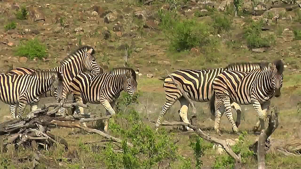 حیات وحش آفریقا