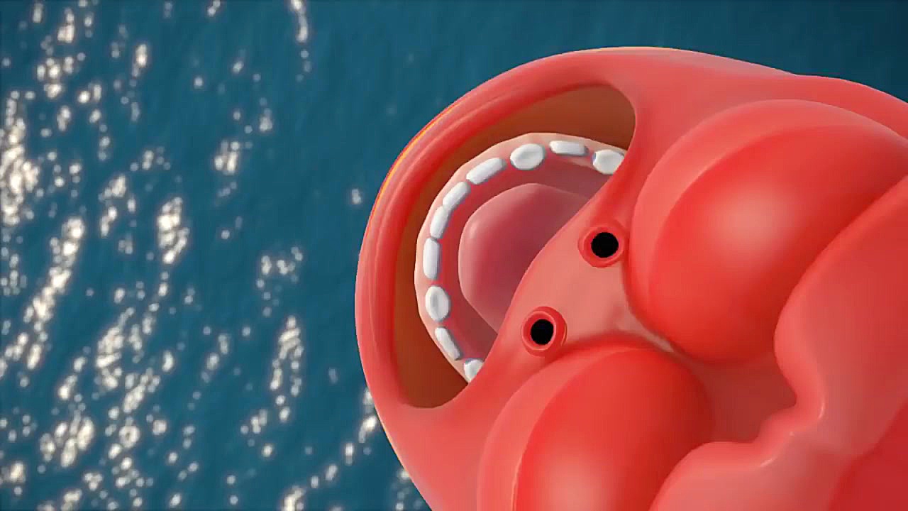 انیمیشن لاروا | Larva